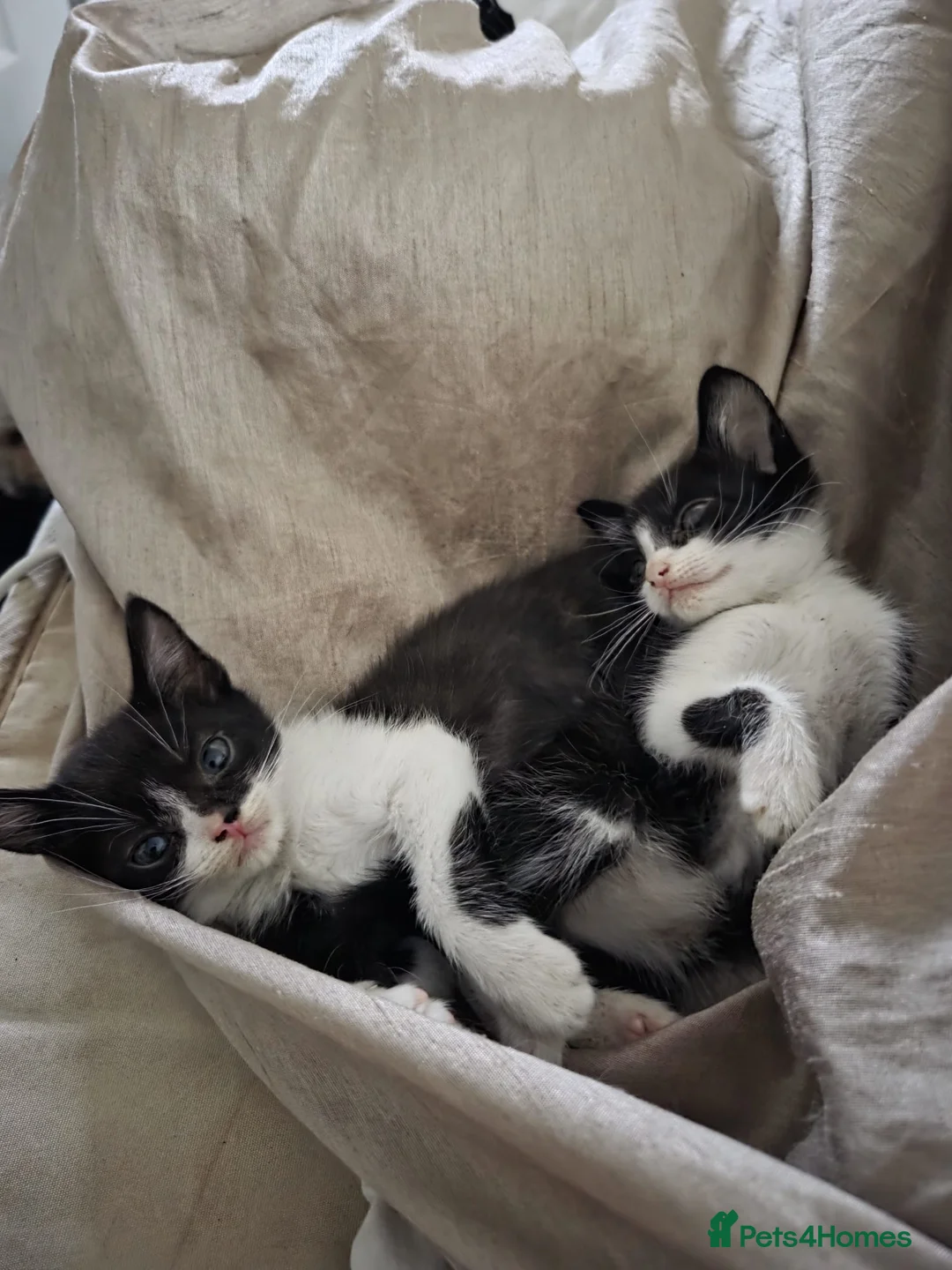 Mixed Breed cats for sale: Beautiful kittens in Liverpool - Advert 7