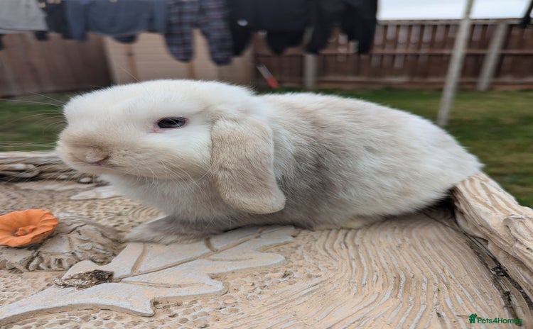 Mini Lop rabbits - Advert 7