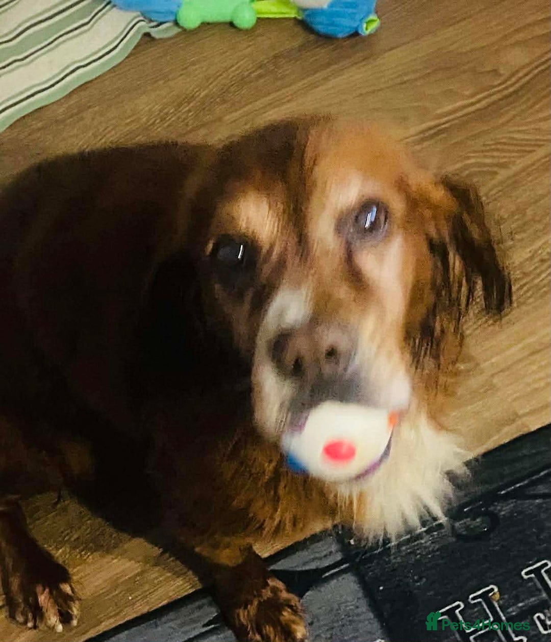 Cocker Spaniel dogs for adoption: Red needs a loving home  - Advert 5