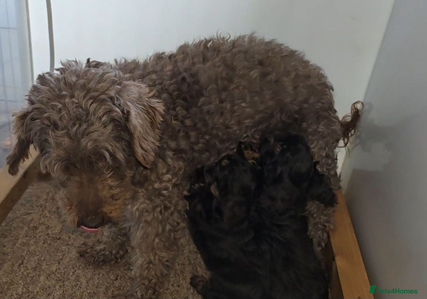 Cavapoo dogs F1 Cavapoo Puppies  - Advert 7