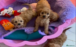 Cavapoo dogs for sale: F1 cavapoo,puppies, girls and boys available - Image 10