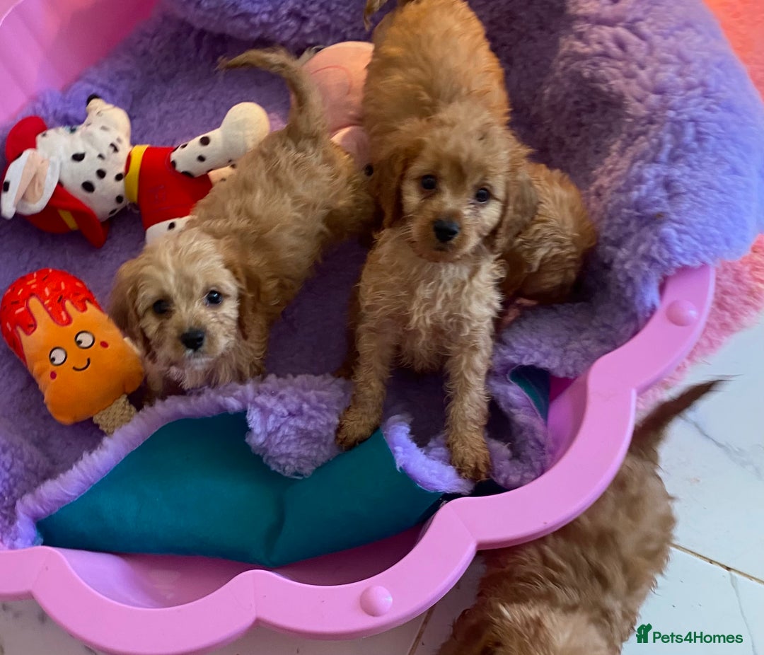 Cavapoo dogs for sale: F1 cavapoo,puppies, girls and boys available - Image 10