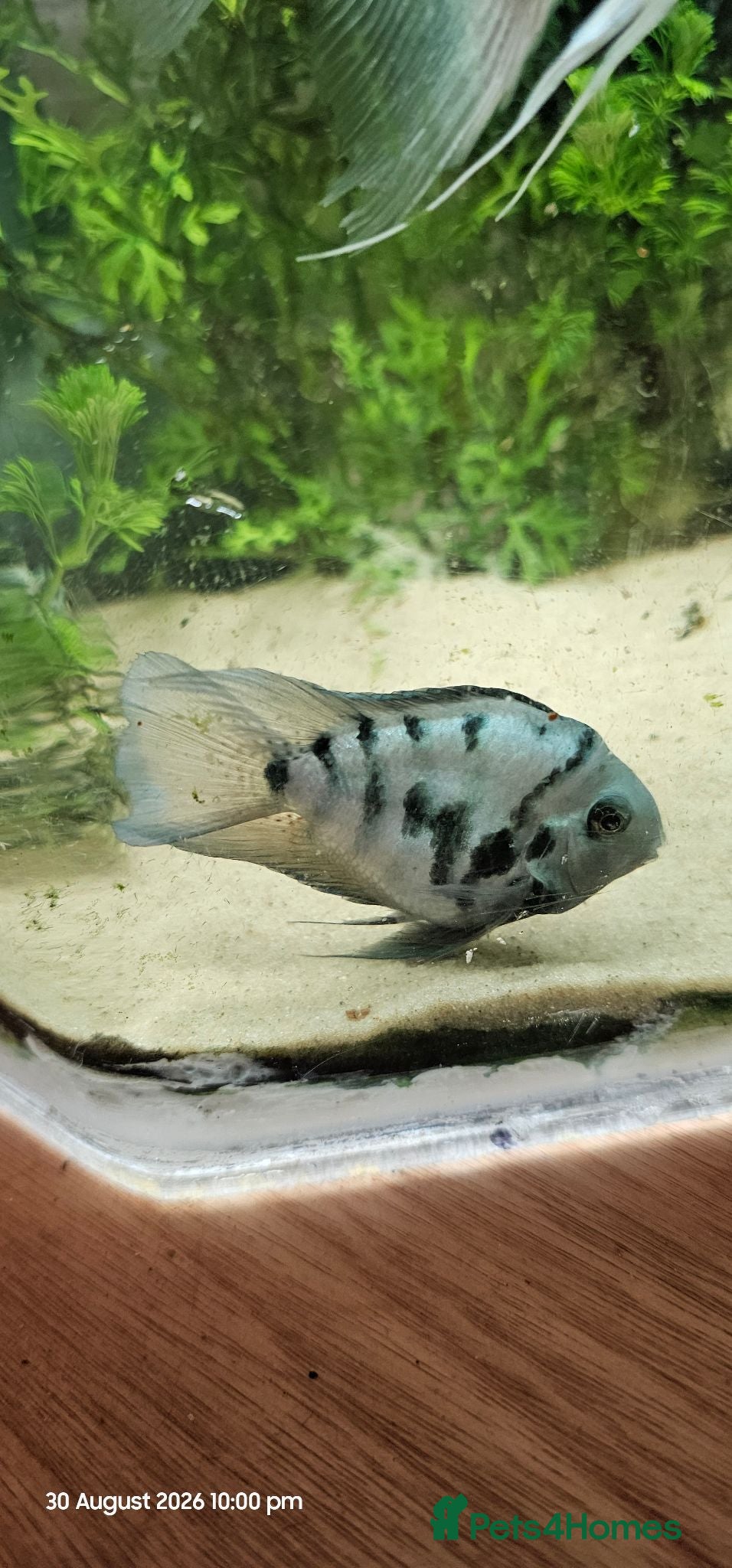 Cichlids fish Polar blue parrot chiclids  - Advert 13