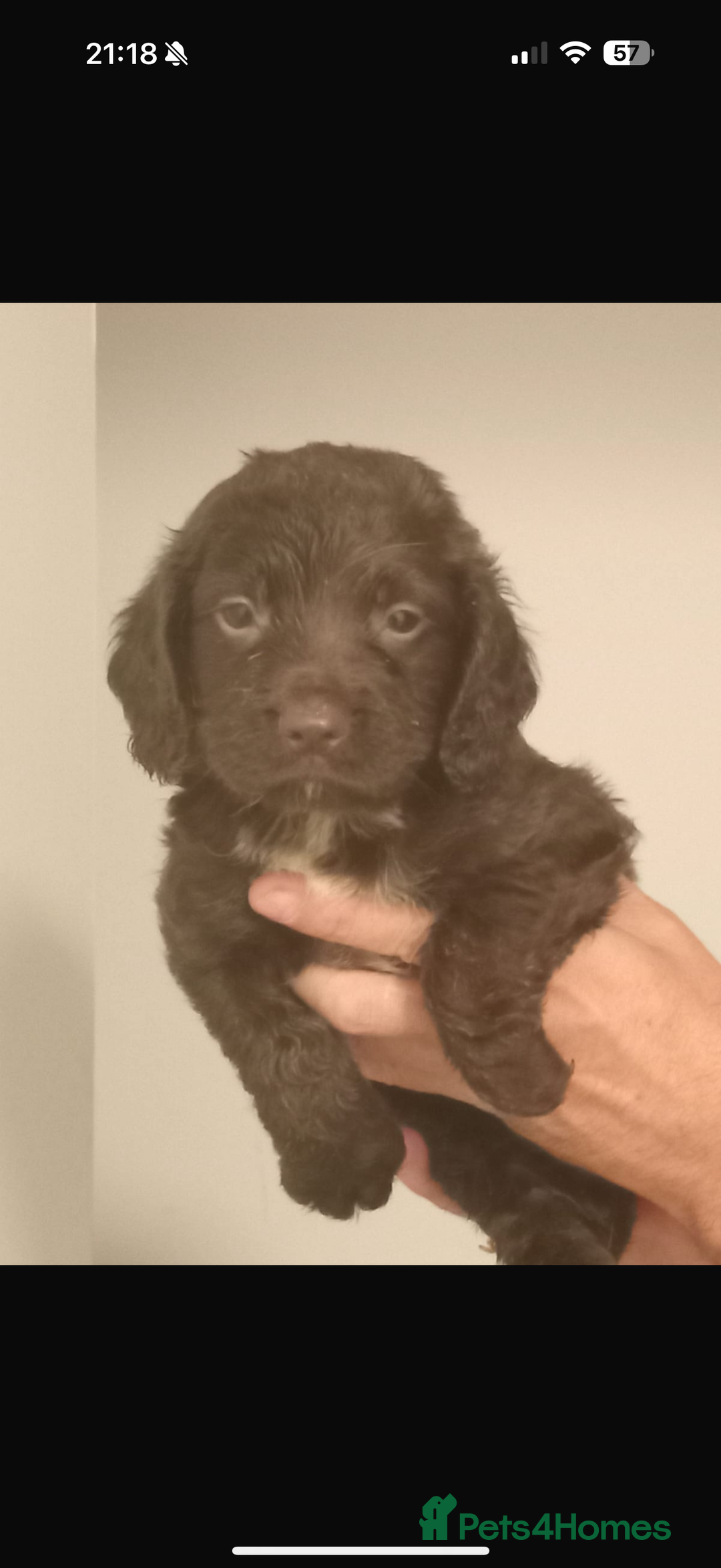 Cocker Spaniel dogs for sale: Working cocker spaniels  - Image 2