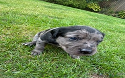 Mixed Breed dogs for sale: Puppies  - Image 11