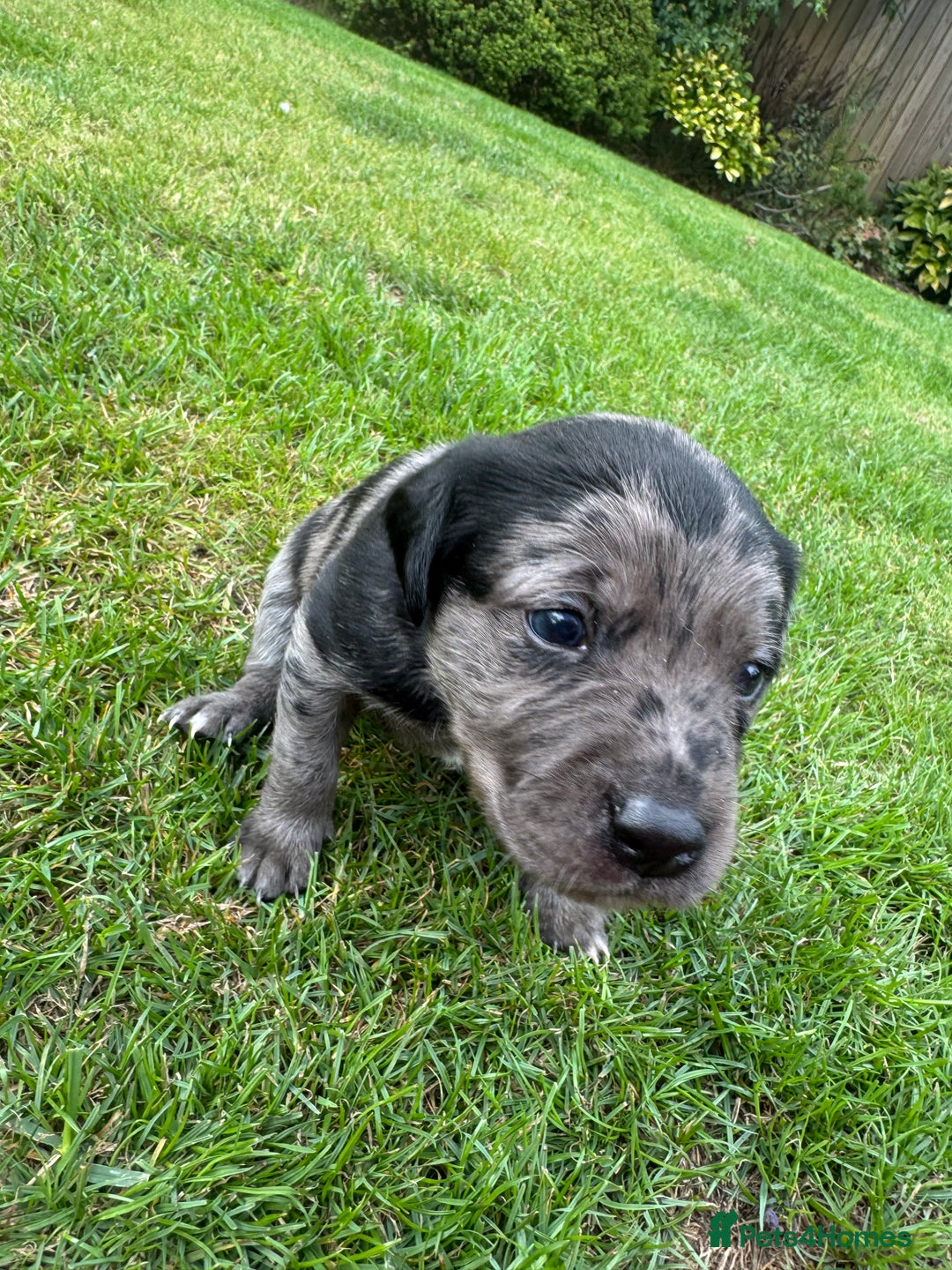 Mixed Breed dogs for sale: Puppies  - Image 11