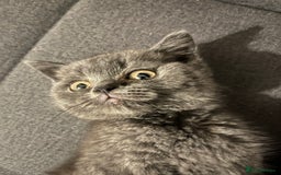 British Shorthair cats for sale: Male British shorthair kitten  - Image 19