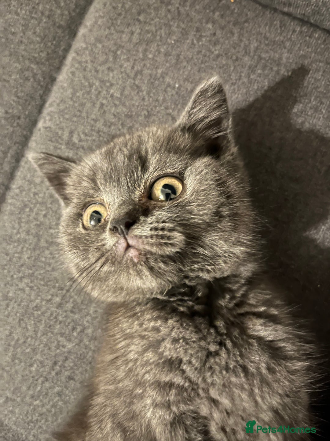 British Shorthair cats for sale: Male British shorthair kitten  - Image 19