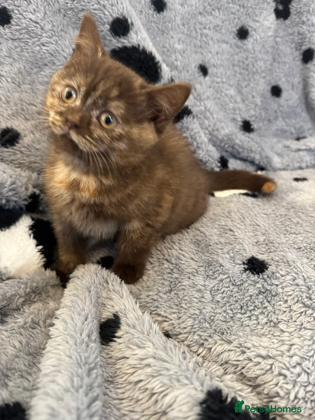 British Shorthair cats for sale: Gccf British Shorthair kitten READY NOW - Advert 8