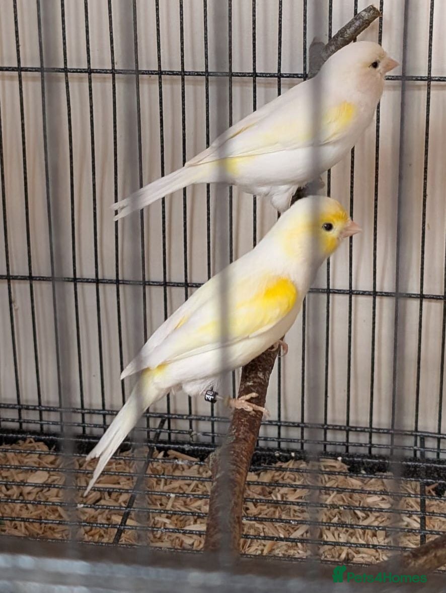 Canaries birds Yellow mosaic pair - Advert 17