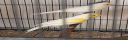 Canaries birds for sale: Yellow mosaic pair - Advert 1
