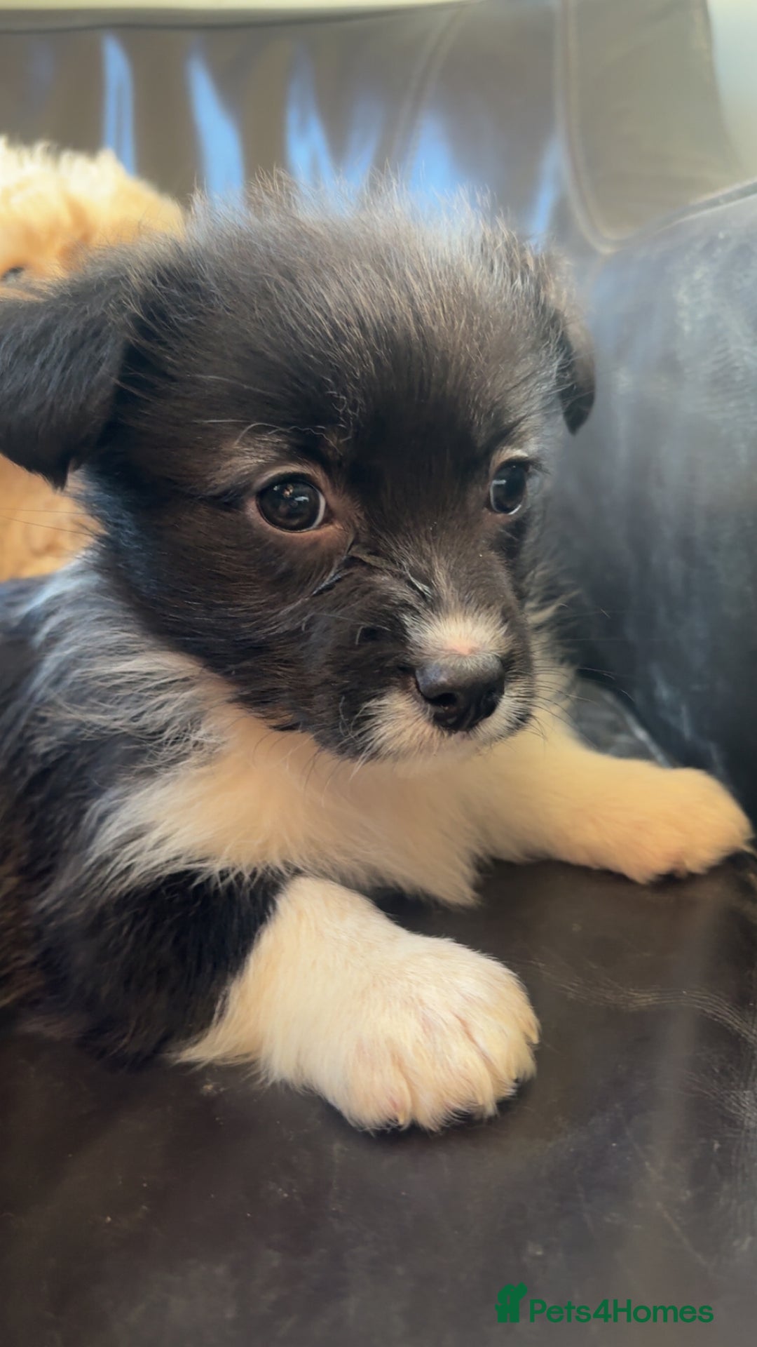 Mixed Breed dogs for sale: cavapoos in need for new home! - Advert 9