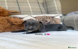 Staffordshire Bull Terrier dogs for sale: STAFFORDSHIRE BULL TERRIERS💚 - Image 9