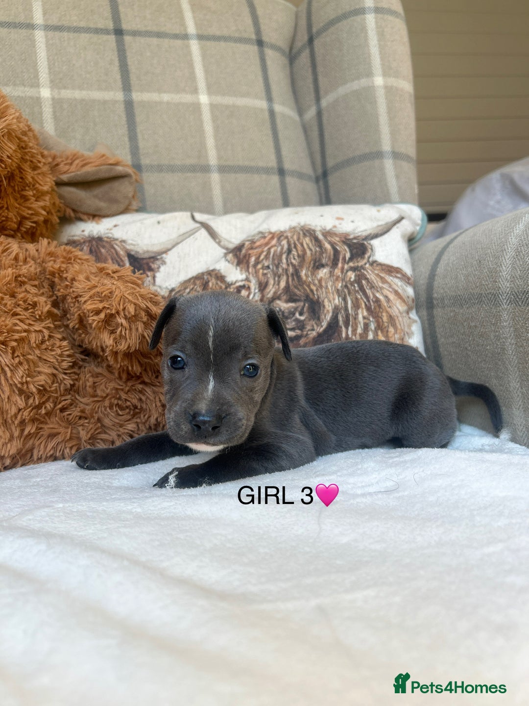 Staffordshire Bull Terrier dogs for sale: STAFFORDSHIRE BULL TERRIERS💚 - Image 9