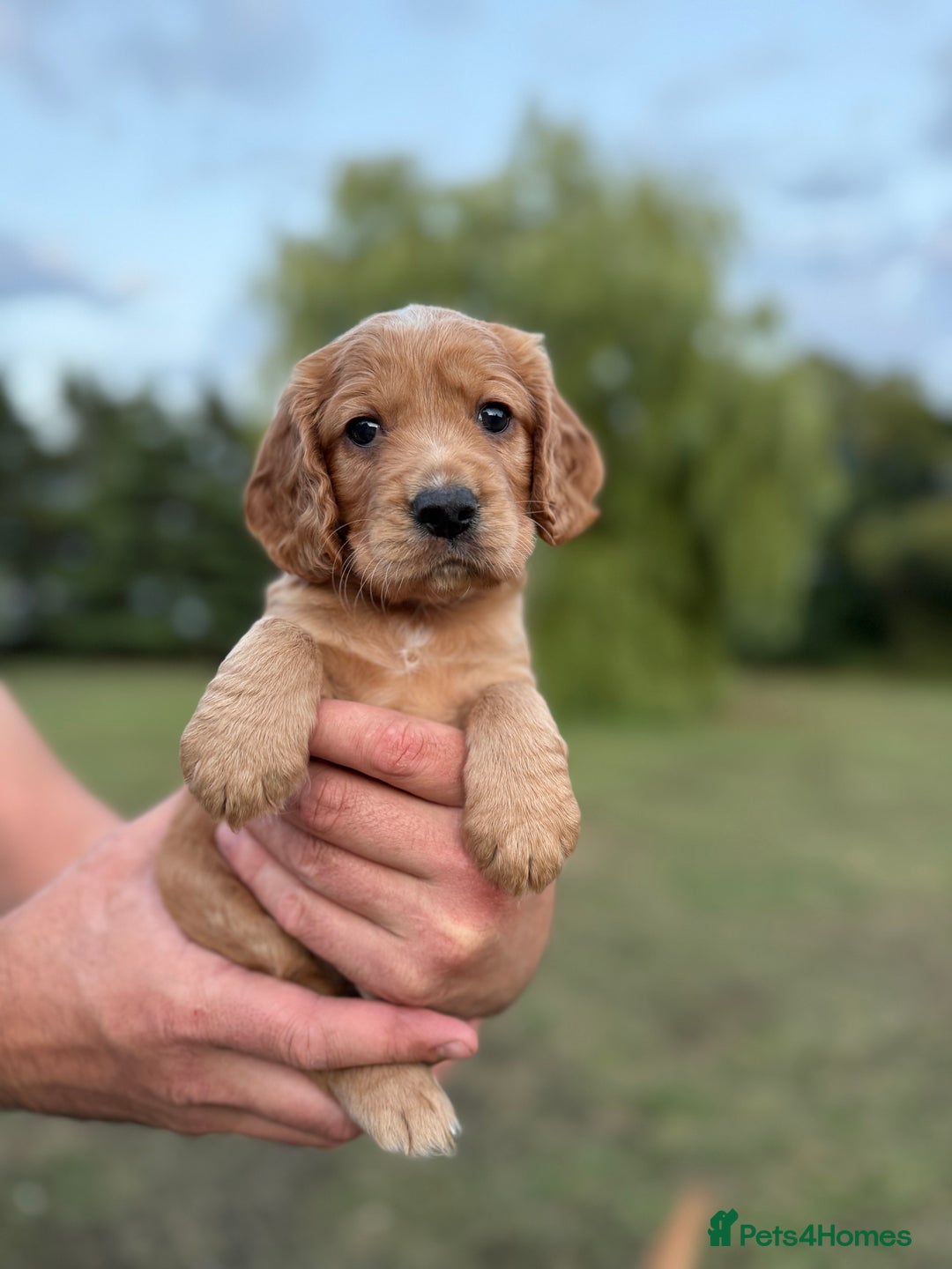 Cocker Spaniel dogs for sale: Working KC Registered Cocker Spaniel Puppies - Image 13