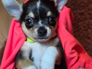 Chihuahua dogs CHIHUAHUA PUPPY - Advert 4