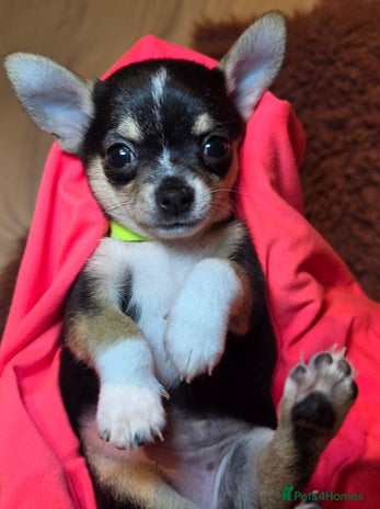 Chihuahua dogs CHIHUAHUA PUPPY - Advert 5