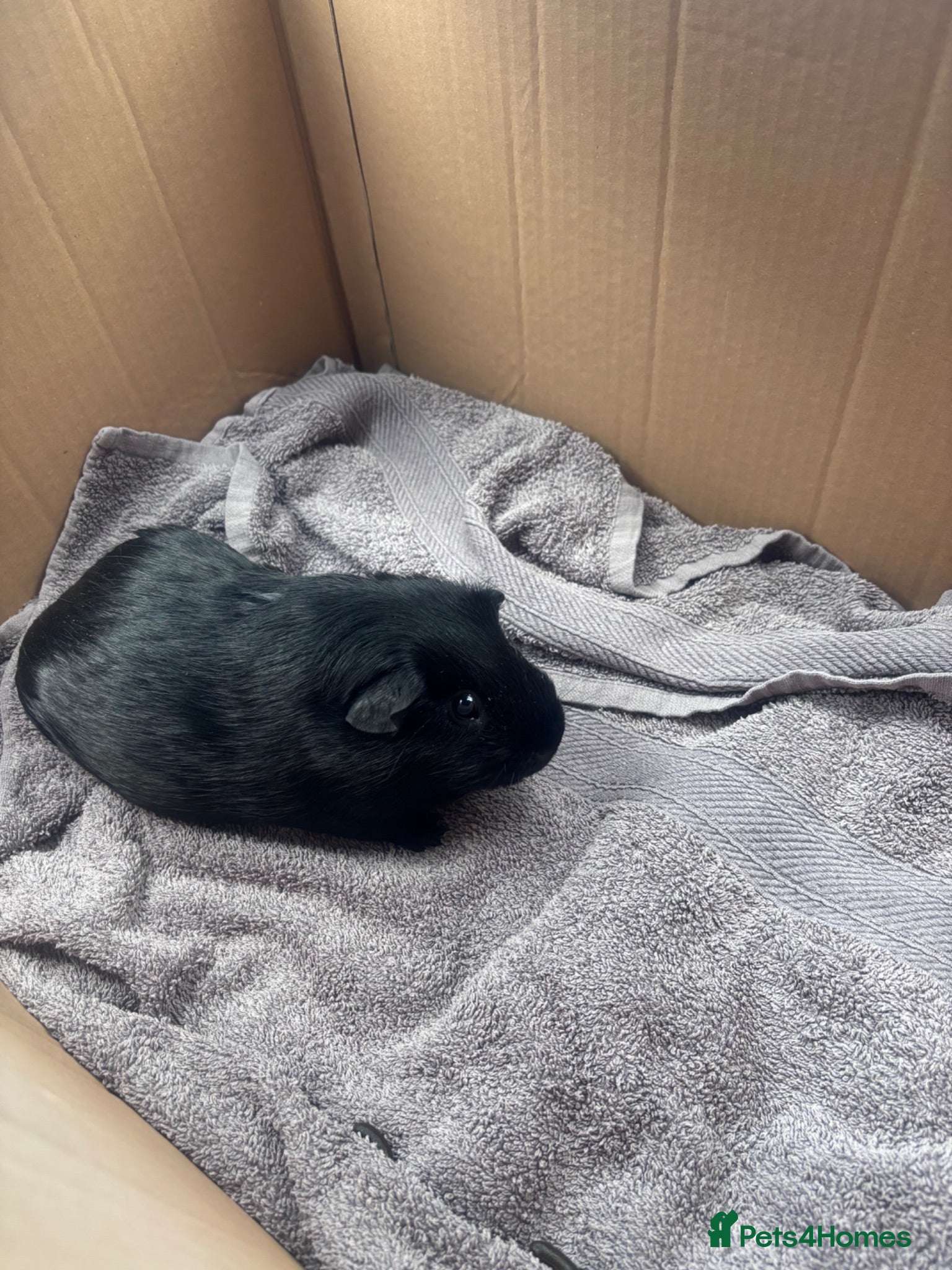 Guinea Pig rodents Lone male guinea pig  - Advert 1
