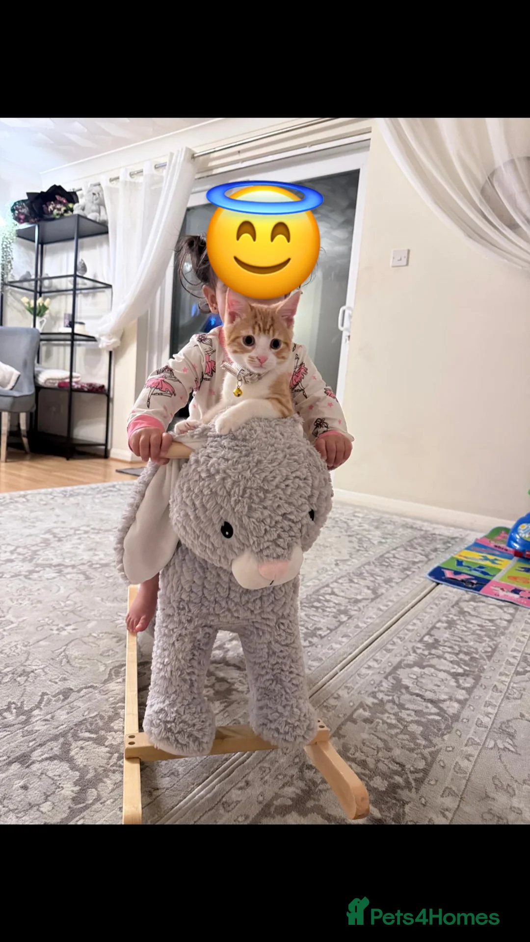 Mixed Breed cats for sale: Mixed breed cat - Advert 3