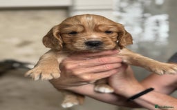 Cocker Spaniel dogs for sale: 4 Adorable working Cocker Spaniel puppies  - Image 9