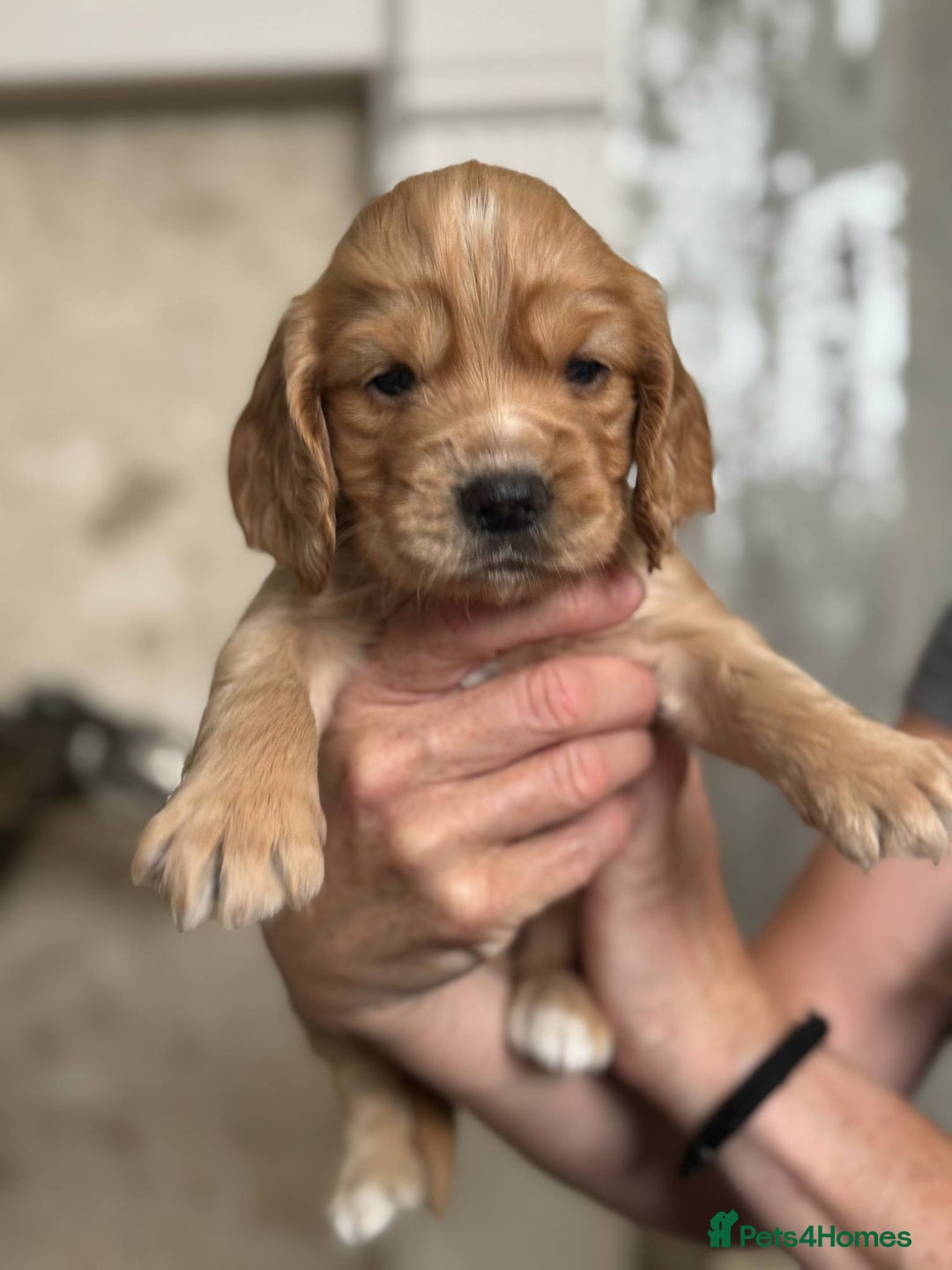 Cocker Spaniel dogs for sale: 4 Adorable working Cocker Spaniel puppies  - Image 9