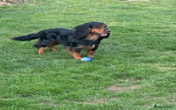 Cocker Spaniel dogs for stud: K C registered - Mr Midnight for Stud in Huddersfield - Image 10