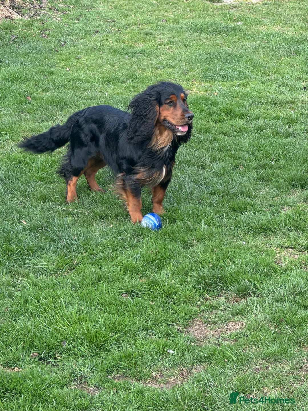 Cocker Spaniel dogs for stud: K C registered - Mr Midnight for Stud in Huddersfield - Advert 9