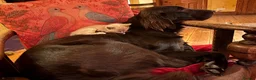 Tonkinese cats for sale: Exquisite Tonkdolls - Advert 3