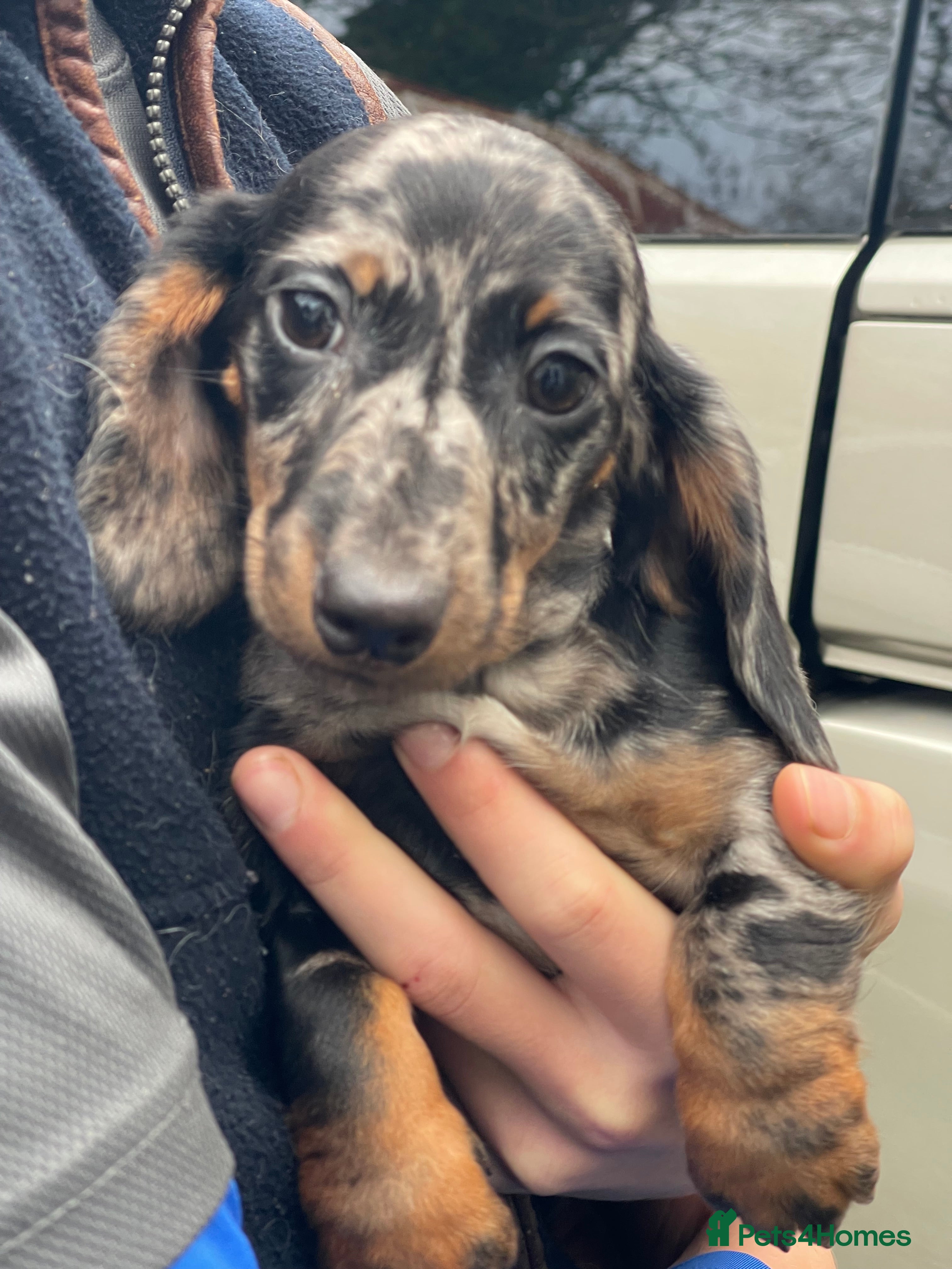 Dachshund dogs ❤️ Ready to Leave Micro Dachshunds ❤️ - Advert 1