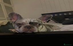 French Bulldog dogs for sale: Lilac merle French bulldog - carries isabella - Image 3
