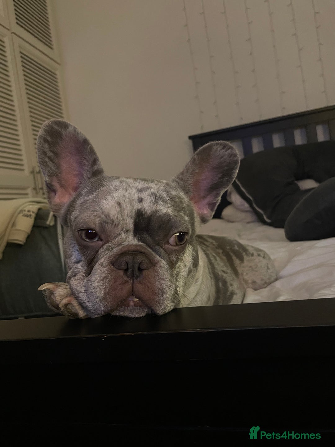 French Bulldog dogs for sale: Lilac merle French bulldog - carries isabella - Image 3