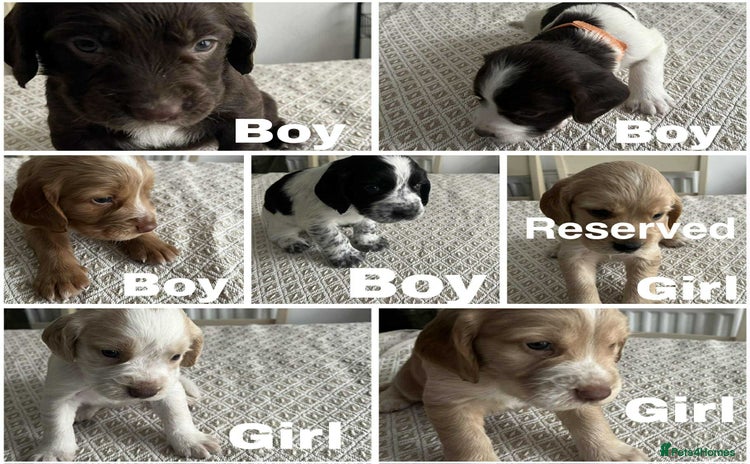 Cocker Spaniel dogs - Advert 2