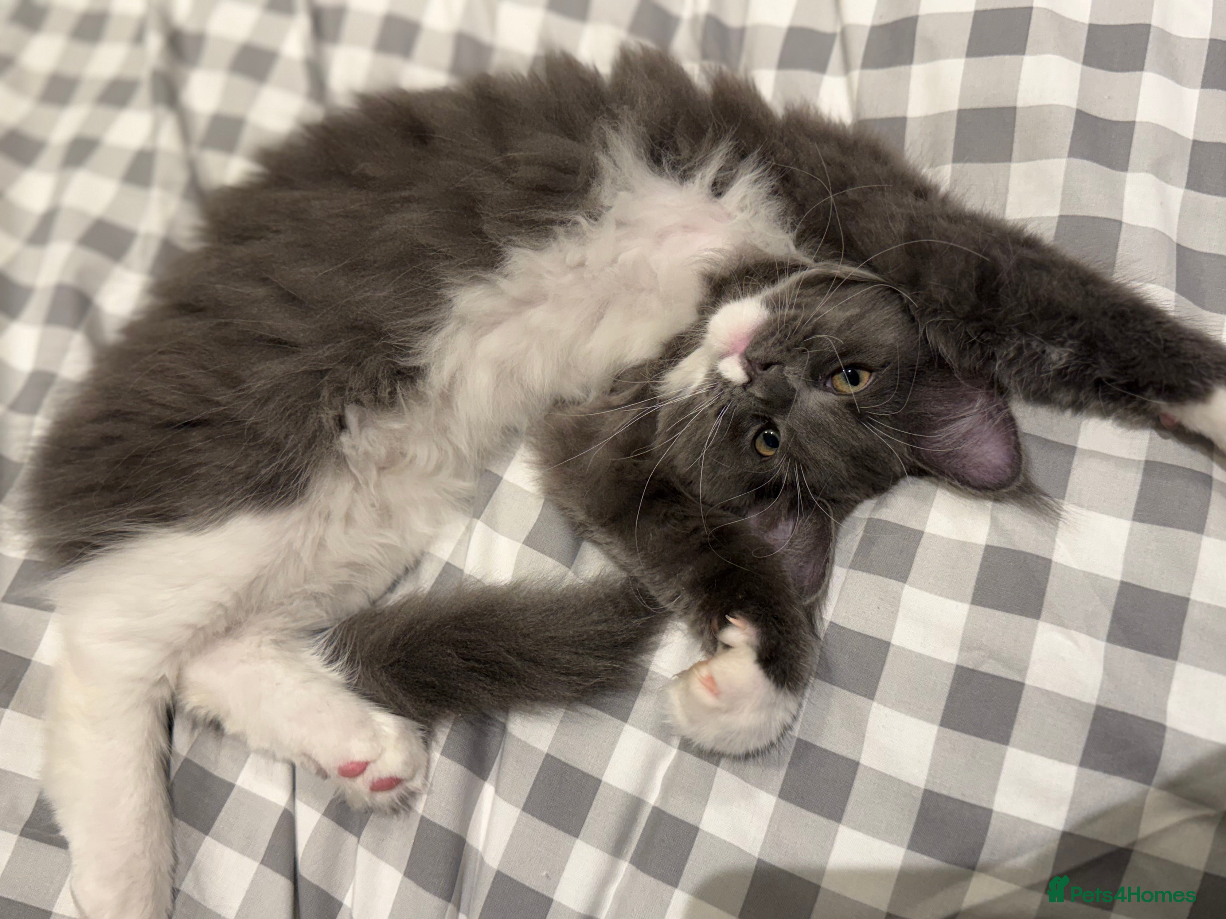 Maine Coon cats Beautiful GCCF registered Maine coon Kittens  - Advert 11