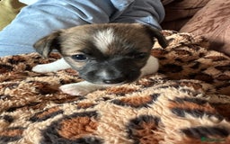 Jack Russell dogs for sale: Jack Russell pups  - Image 5