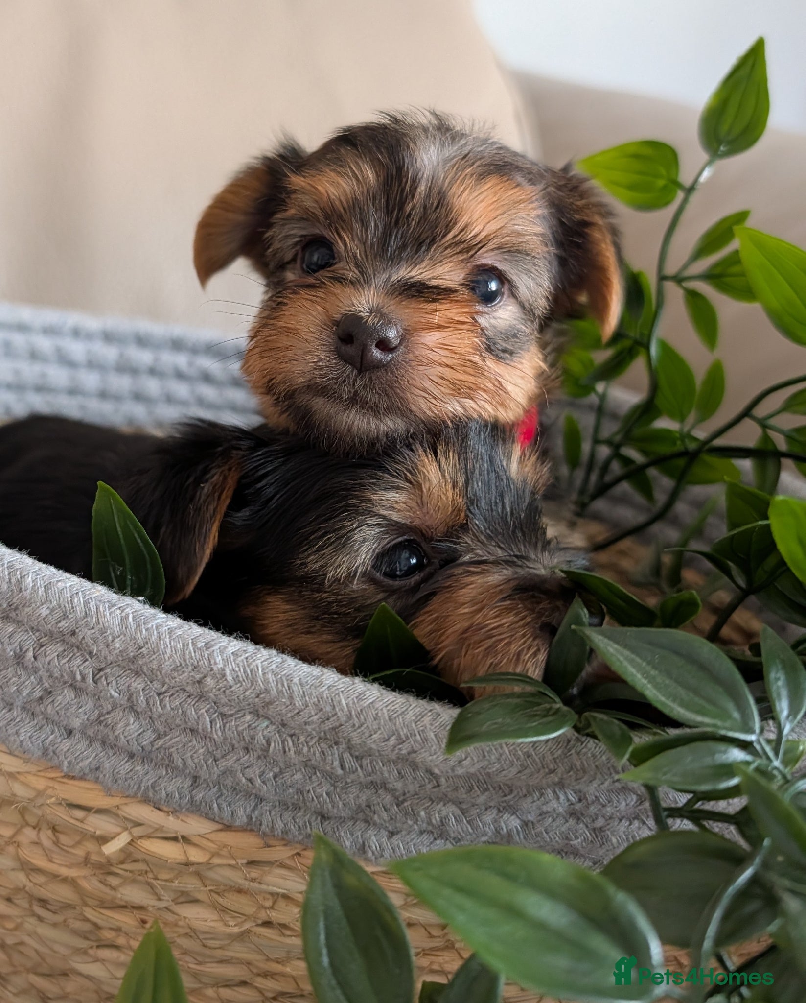 Yorkshire Terrier dogs Gorgeous playful mini yorkies - Advert 3