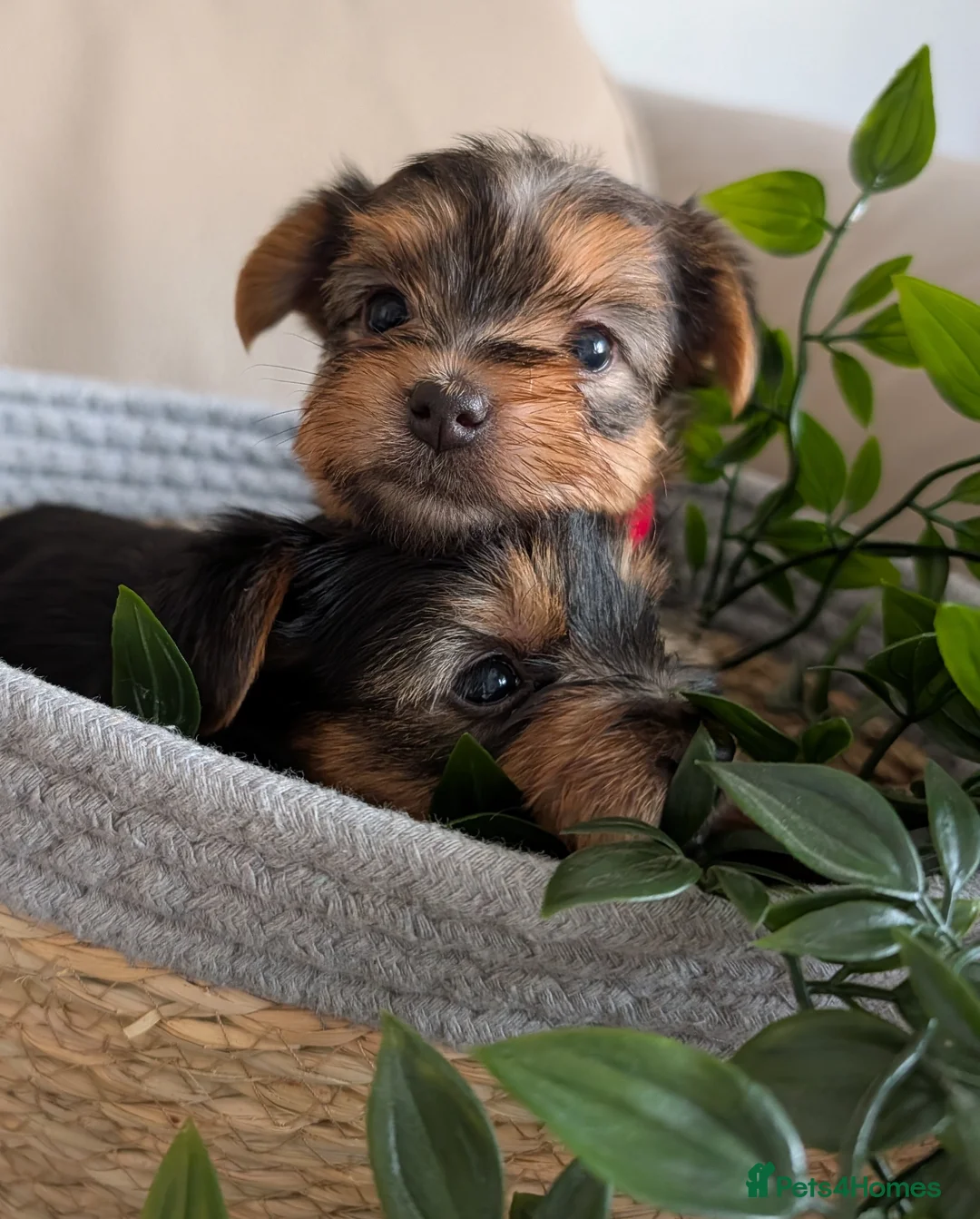 Yorkshire Terrier dogs for sale: Gorgeous playful mini yorkies - Advert 1
