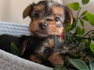 Yorkshire Terrier dogs Gorgeous playful mini yorkies - Advert 11
