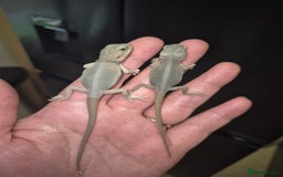 Bearded Dragon reptiles for sale: Bearded dragons  babies  - Image 28