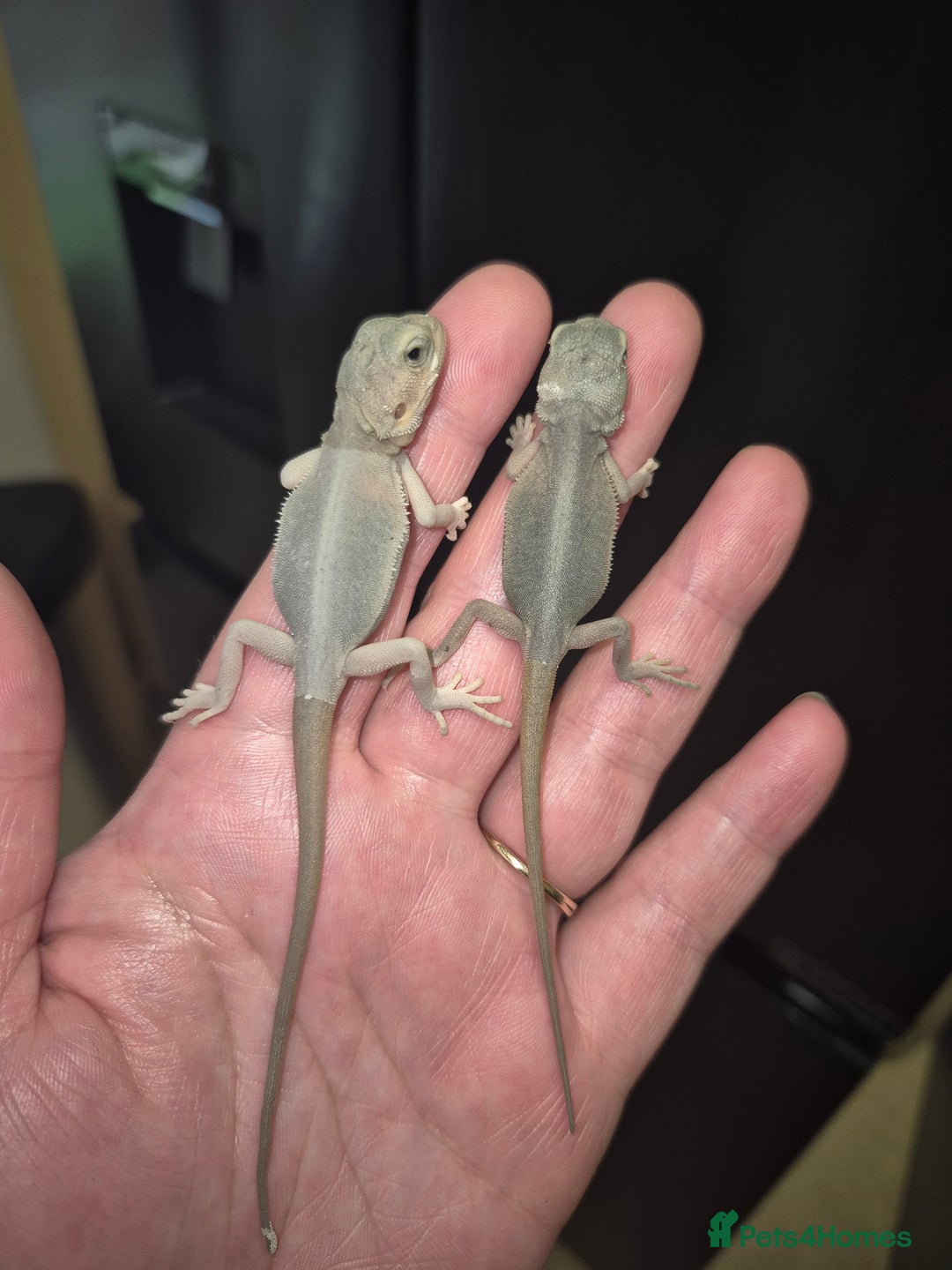 Bearded Dragon reptiles for sale: Bearded dragons  babies  - Image 28