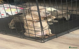 Mixed Breed dogs for sale: Bull weiners 8 weeks old  - Image 2