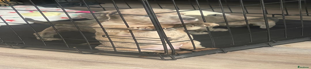 URL Puppy 1