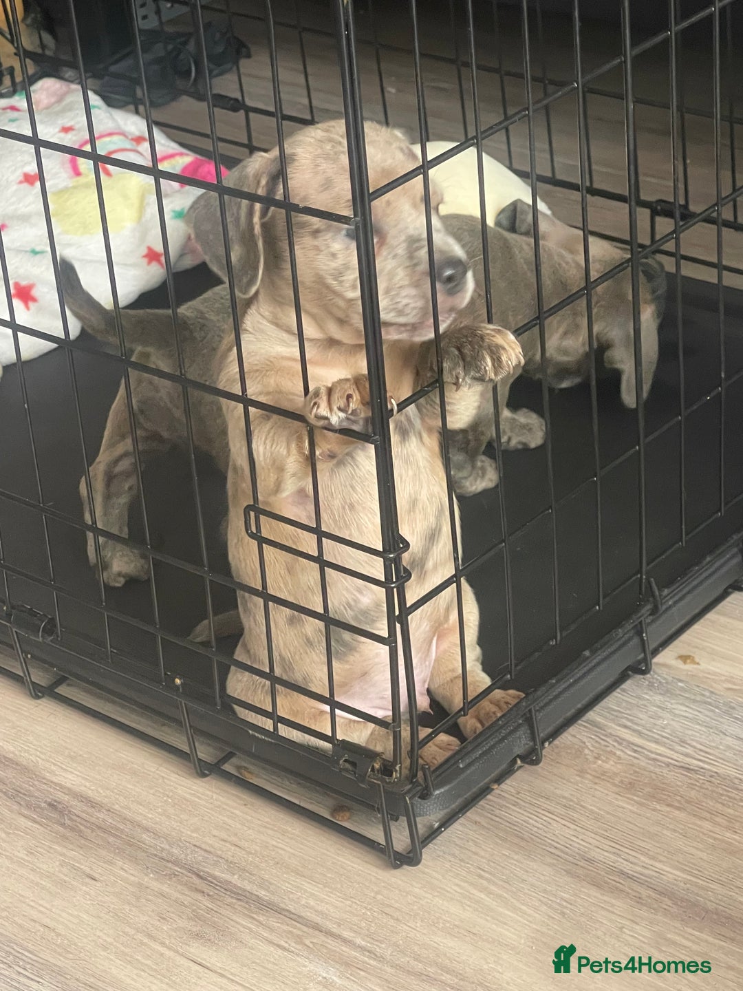 Mixed Breed dogs for sale: Bull weiners 8 weeks old  - Image 2
