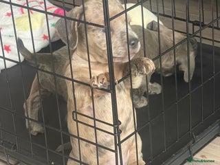 Mixed Breed dogs - Advert 5