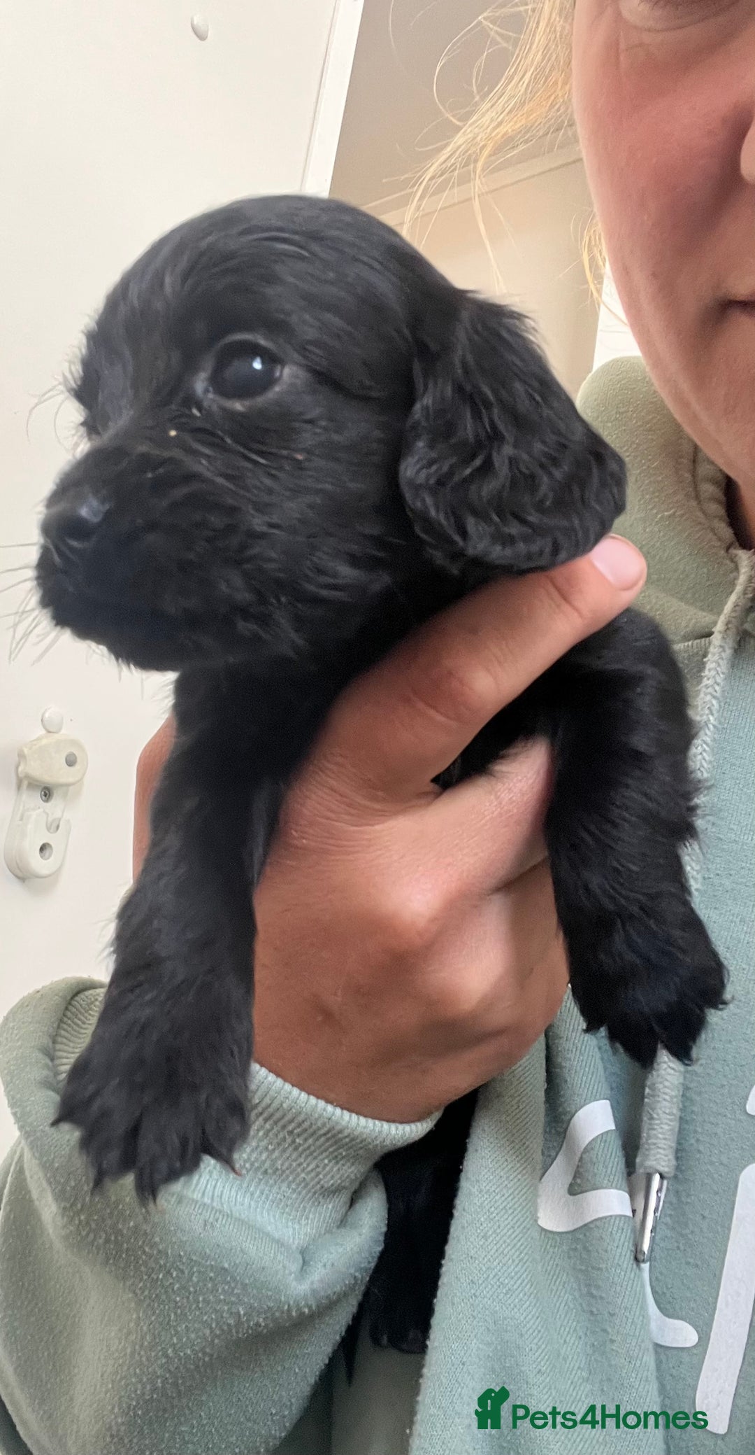 Cocker Spaniel dogs for sale: Working cocker spaniel puppies - Image 19