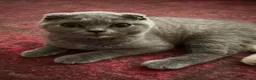 Scottish Fold cats for sale: Luxury Scottish folded NY12 ready to going.  - Advert 9