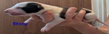 Whippet 4