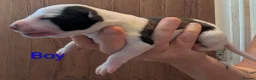 Whippet dogs for sale: KC REGISTERED WHIPPET PUPPIES – READY 31ST AUGUST - Advert 36