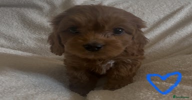 Cavapoo dogs - Advert 1