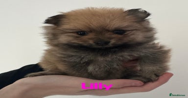 Pomeranian dogs - Advert 16