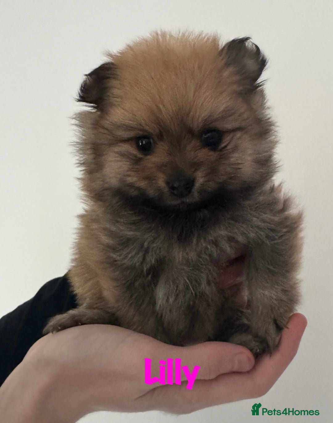 Pomeranian dogs for sale: 6 Pomeranian cherubs - Image 2